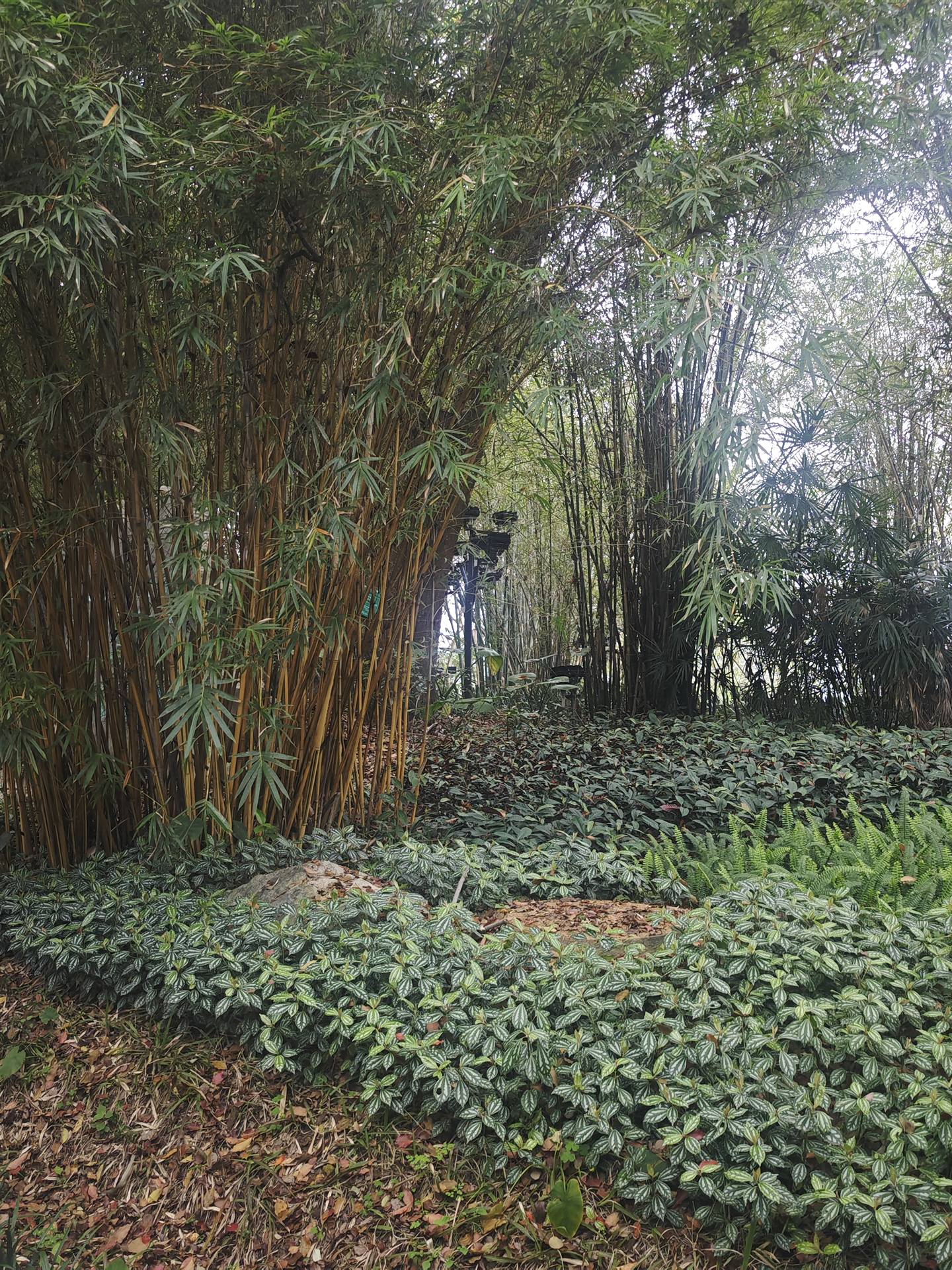 树牌
